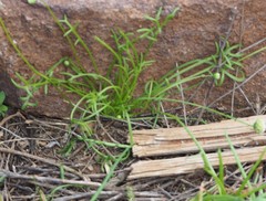 Brachyscome lineariloba