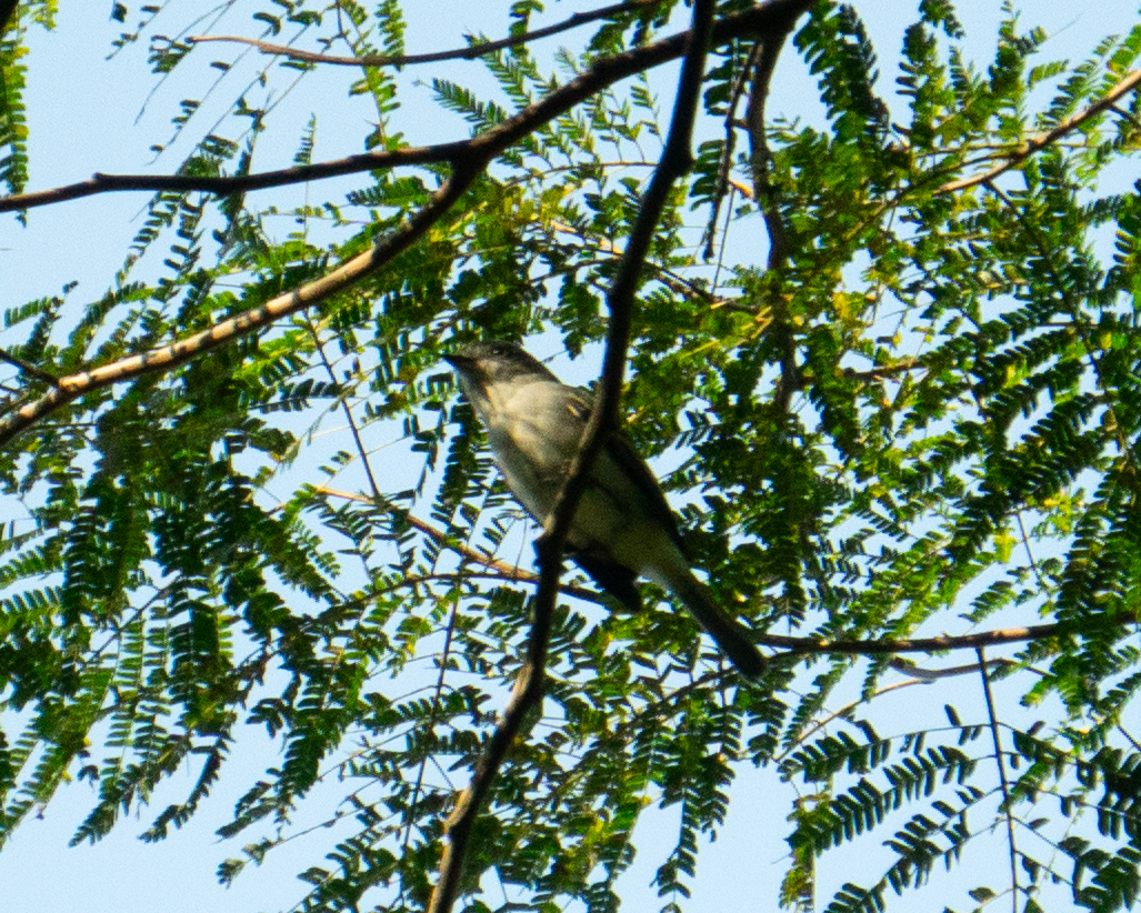 Grey-headed Elaenia (Myiopagis caniceps), photo 8