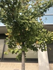 Ginkgo biloba
