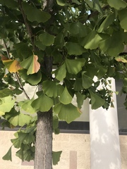 Ginkgo biloba