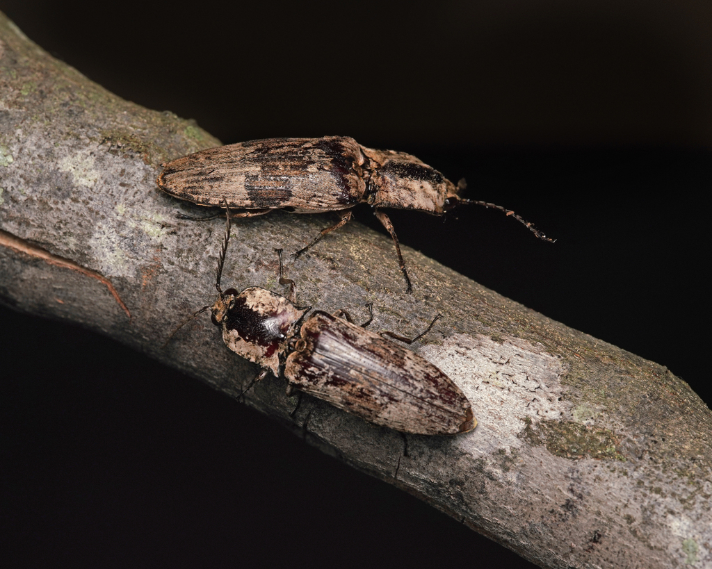 Caribbean Eyed Click Beetle