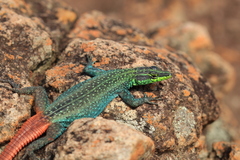 Platysaurus orientalis