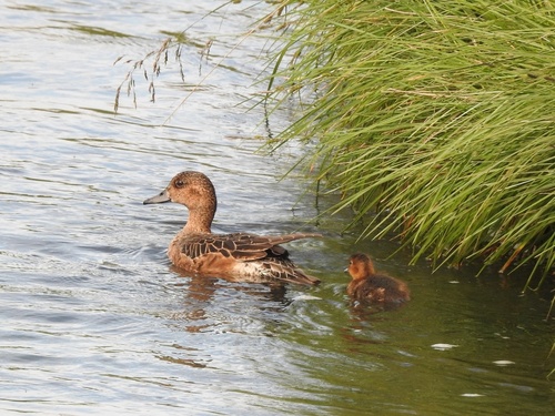 Canard siffleur, jeune