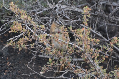 Crater Chipmunk observed by fmcghee