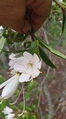 Bejaria aestuans