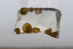 Nostocales