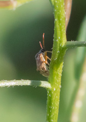 Eurystylus bellevoyei