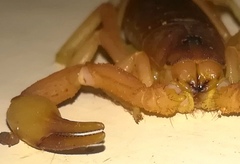Parabuthus maximus