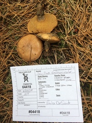 Suillus cothurnatus