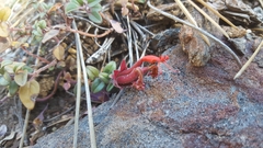 Monardella macrantha macrantha