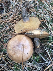 Suillus cothurnatus