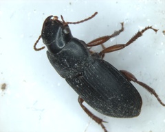 Harpalus pensylvanicus