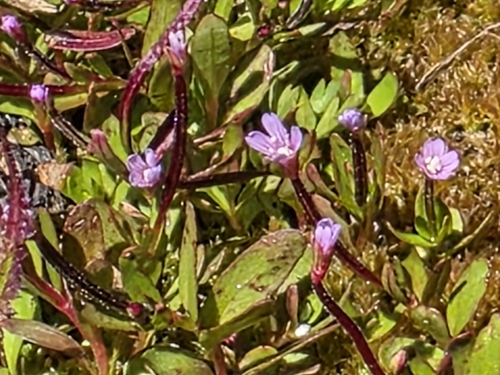 Epilobium anagallidifolium iNat (3)