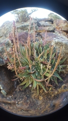 Dudleya pauciflora