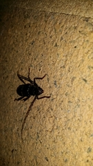 Phoracantha punctata