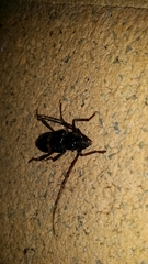 Phoracantha punctata