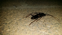 Phoracantha punctata