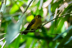 Myiobius sulphureipygius