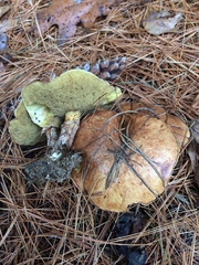 Suillus intermedius