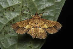 Entomopteryx combusta