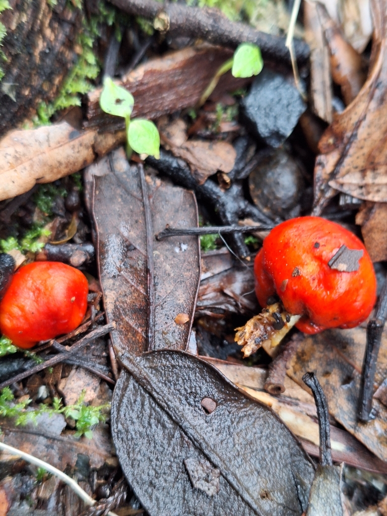 Leratiomyces erythrocephalus · August 2025 · photo: © heidimeudt (iNaturalist, cc-by)