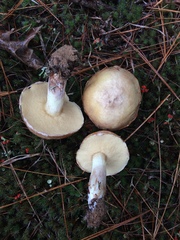 Suillus neoalbidipes