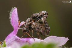 Megalybus pictus