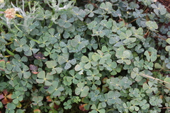 Marsilea mollis
