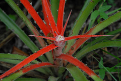 Bromelia balansae
