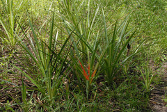 Bromelia balansae