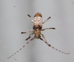 Tetraulax affinis