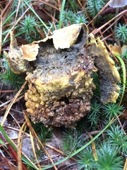 Scleroderma septentrionale