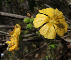 Anoda abutiloides