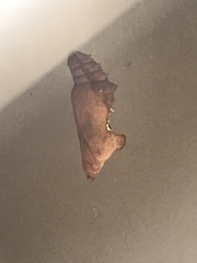 Polygonia interrogationis