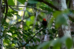 Ceratopipra mentalis