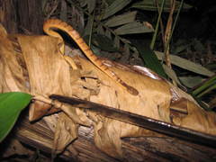 Pareas carinatus