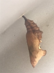 Polygonia interrogationis