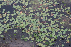 Marsilea mollis