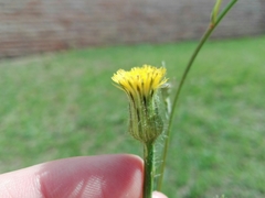 Hypochaeris chillensis