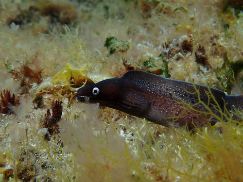 Muraena augusti