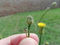 Hypochaeris chillensis