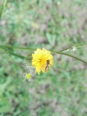 Hypochaeris chillensis