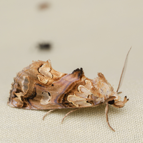 Moonseed Moth photo 6
