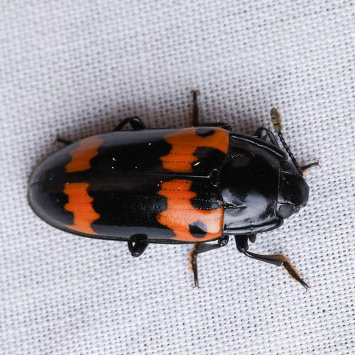 Red-banded Fungus Beetle photo 4