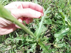 Hypochaeris chillensis