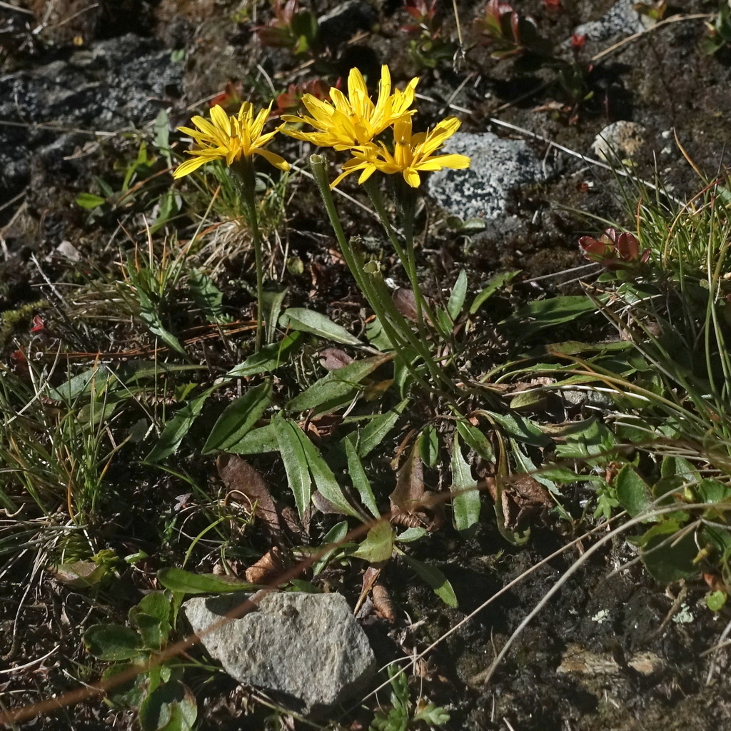 Scorzoneroides helvetica; photograph (c) Wolfgang Jauch, some rights reserved (CC BY)