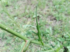 Hypochaeris chillensis