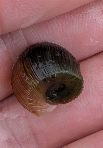 Corpulent Ramshorn