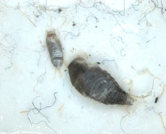 Arthropoda