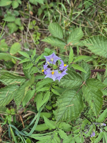 Solanum vernei